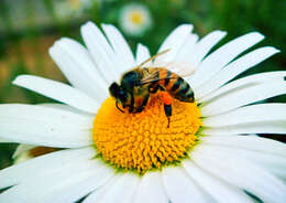 Image de Apis mellifera scutellata