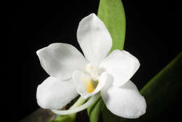 Image of Amesiella philippinensis (Ames) Garay
