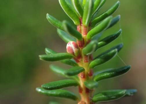 Image of black crowberry