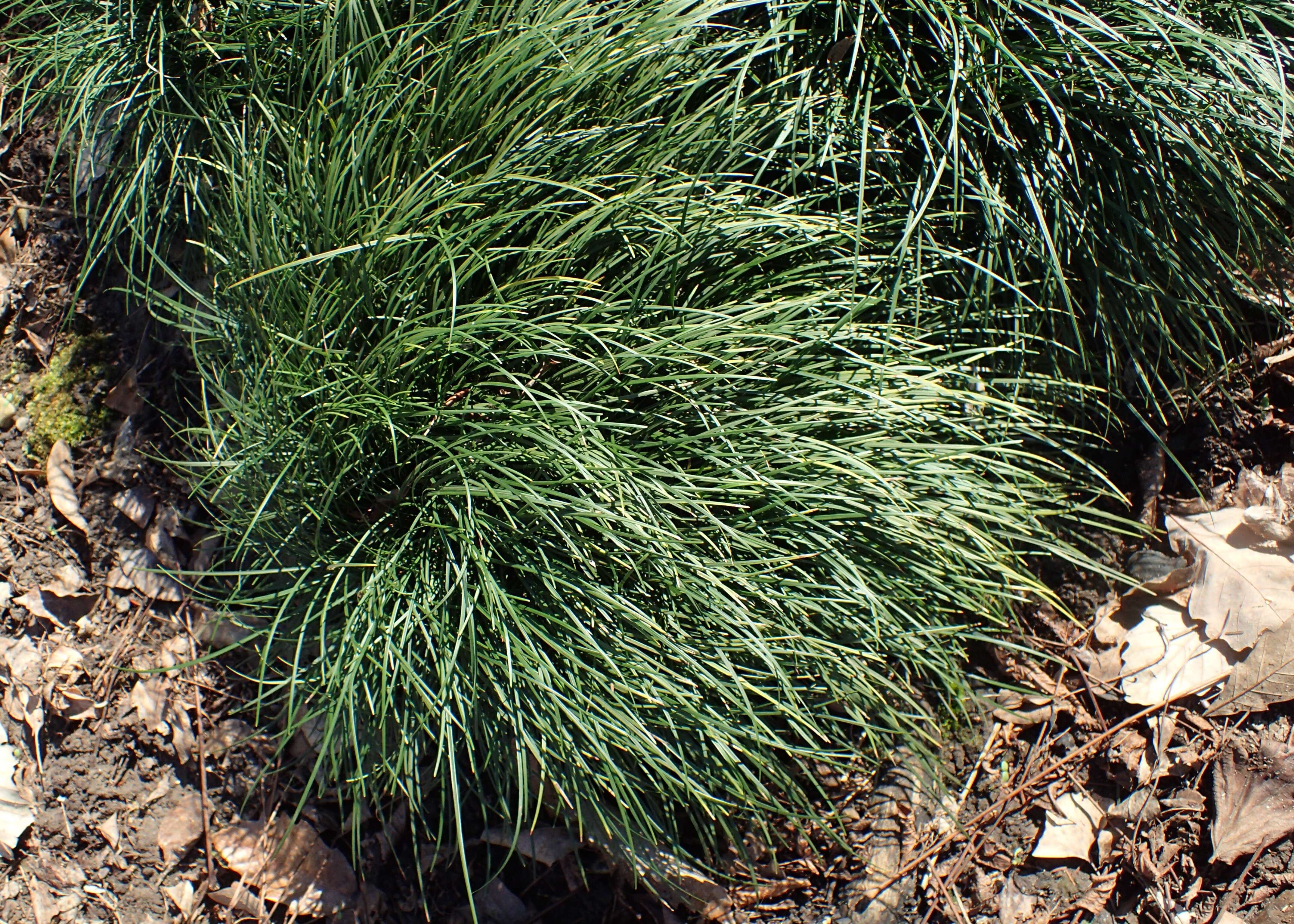 Image of Mondo Grass