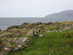 Image of European Shag