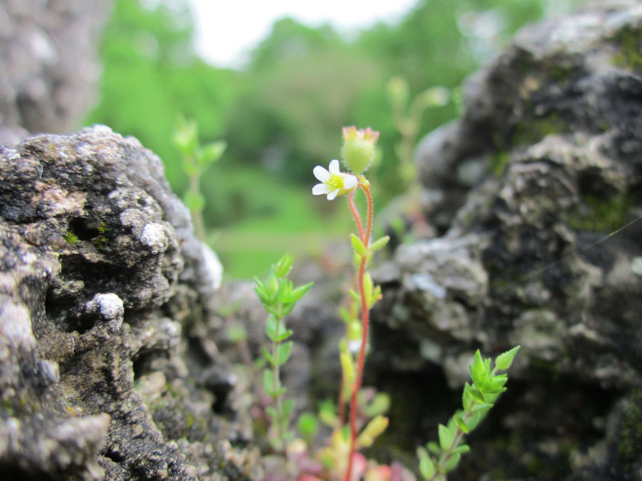 Image of nailwort