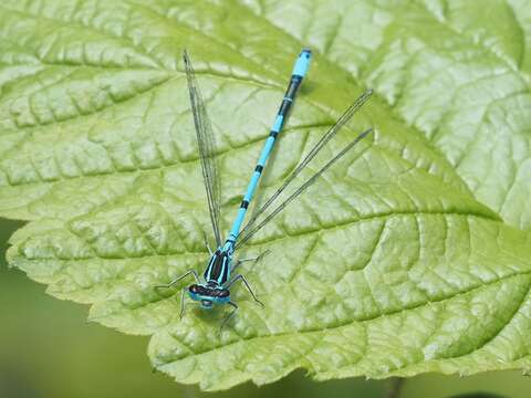 Image of Azure Bluet