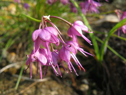 Image of Allium virgunculae F. Maek. & Kitam.