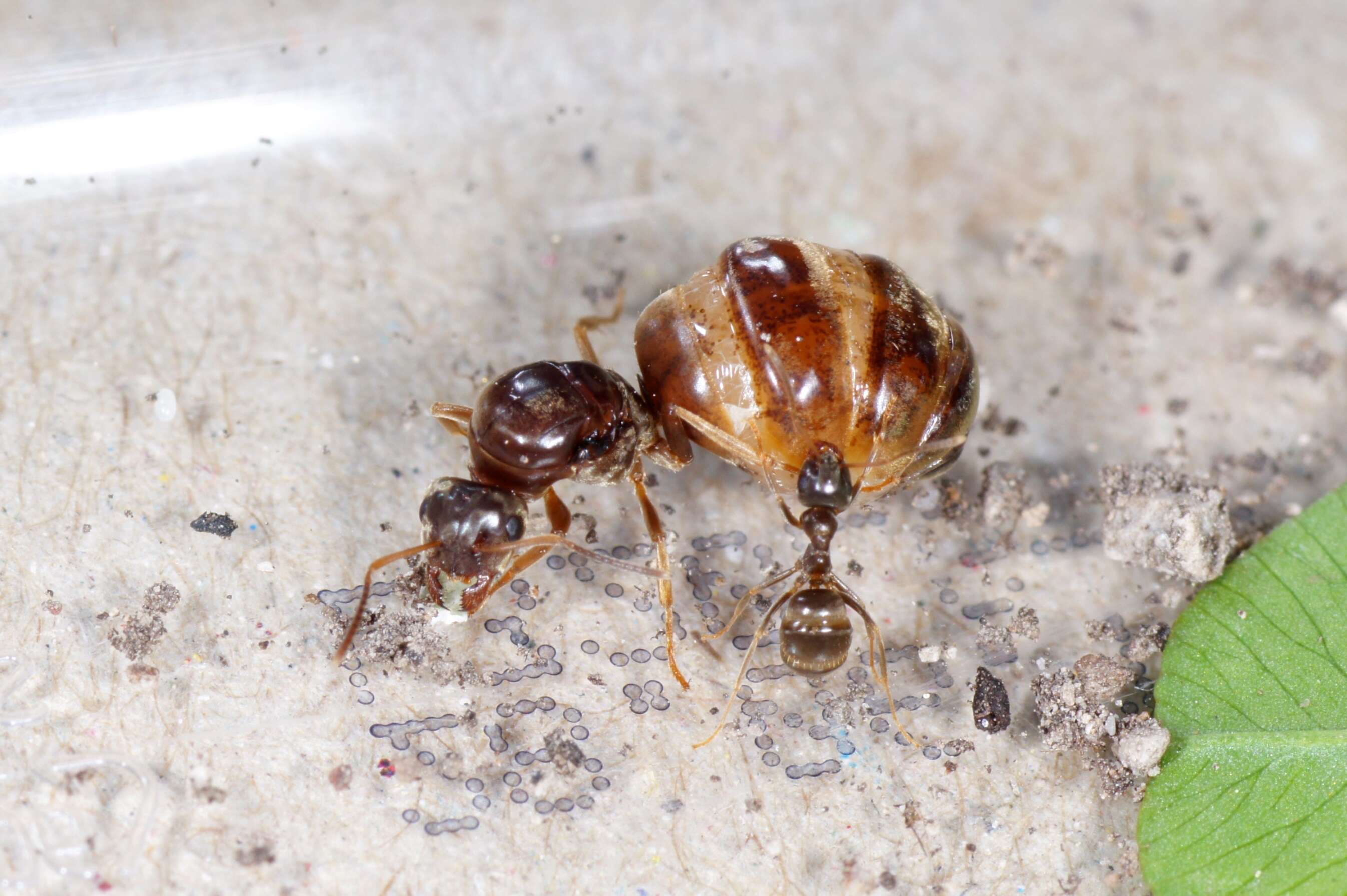 Image de Lasius psammophilus Seifert 1992