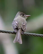 Image of Cuban Pewee