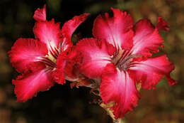 Image de Adenium obesum subsp. multiflorum (Klotzsch) G. D. Rowley