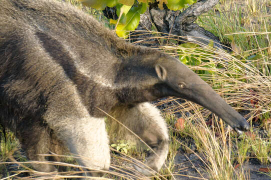 Image of Giant anteaters