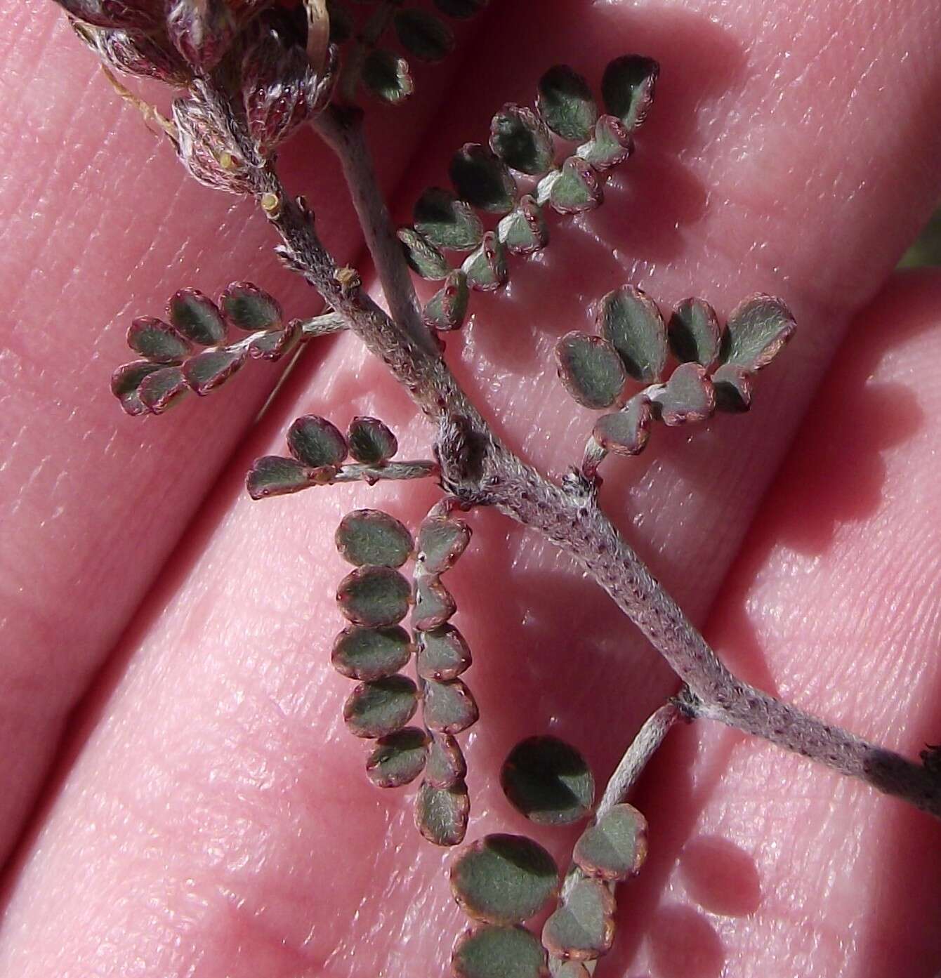 Plancia ëd Marina parryi (A. Gray) Barneby