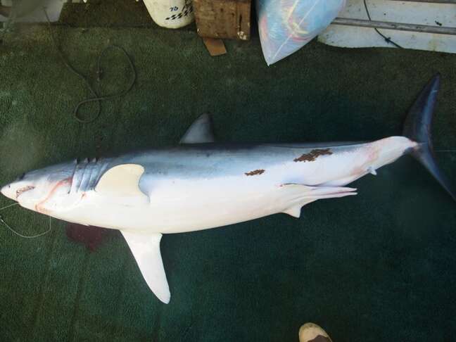 Image of mackerel sharks