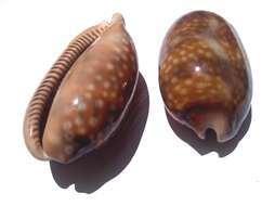 Image of measled cowrie