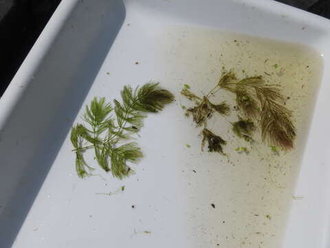 Image of Spineless Hornwort