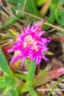 Imagem de Carpobrotus edulis (L.) N. E. Br.