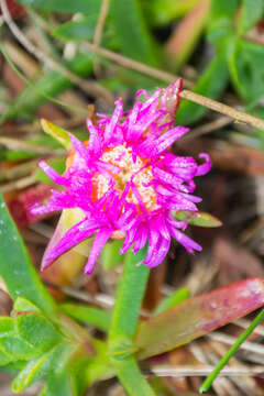 Imagem de Carpobrotus edulis (L.) N. E. Br.