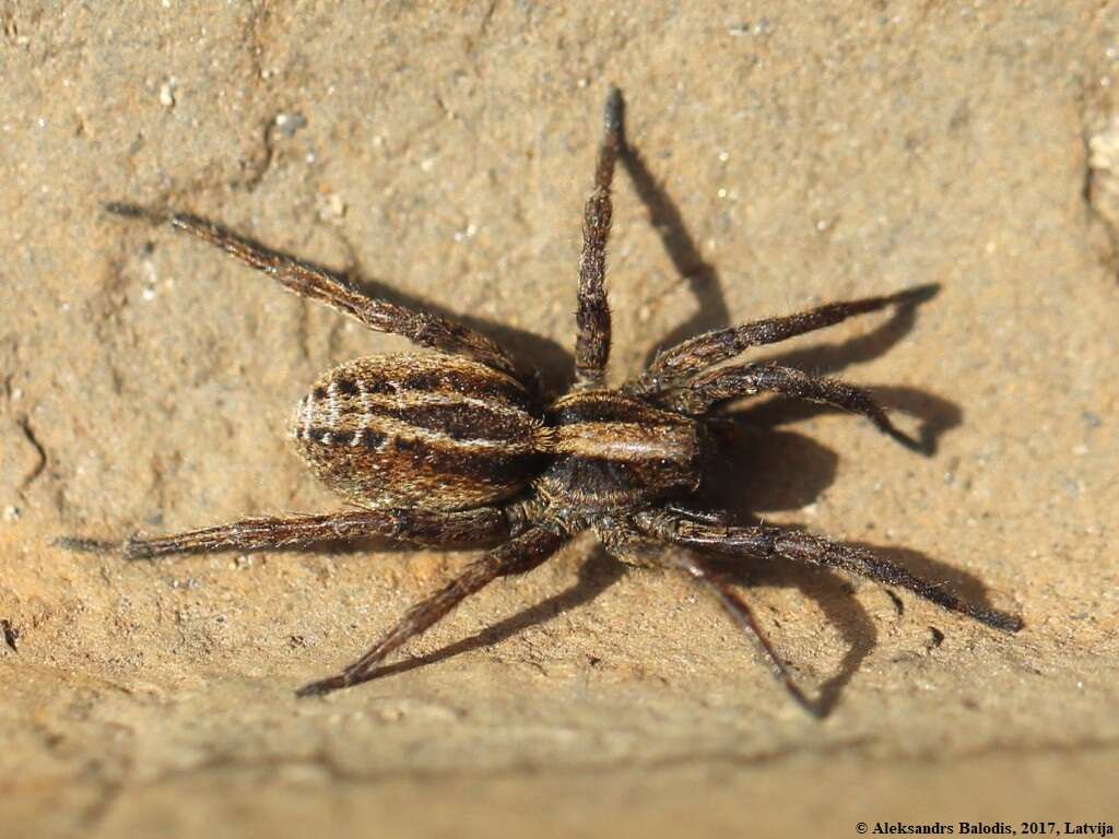 Image of Wolf Spider