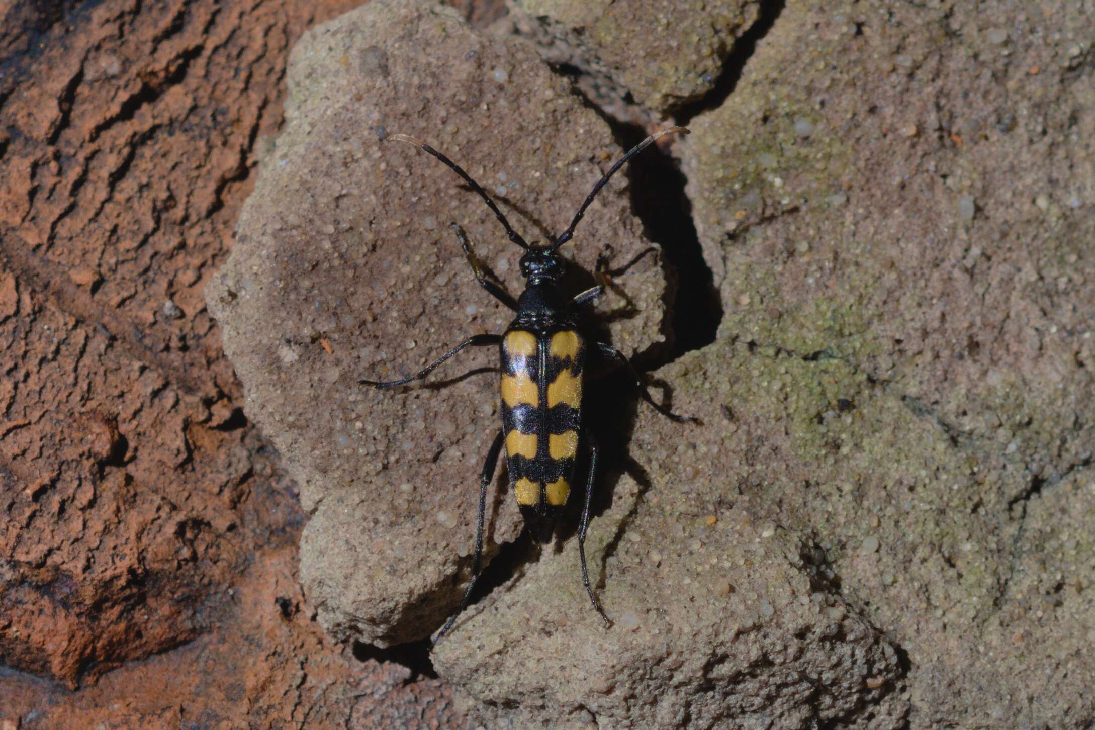 Image of Leptura quadrifasciata Linné 1758