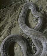 Image of Pine Snake