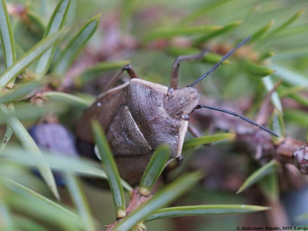 صورة <i>Chlorochroa pinicola</i>