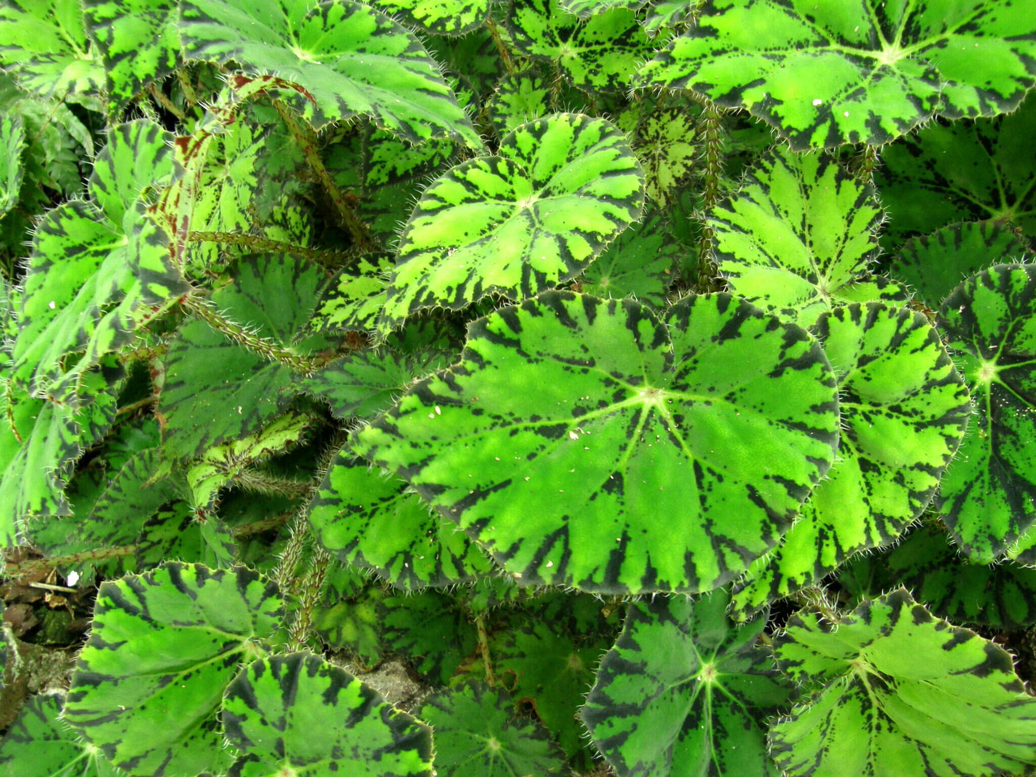 Image of Begonia bowerae Ziesenh.