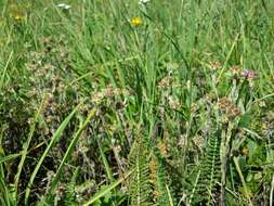 Image of common cottonrose