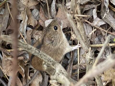 Image of Striped Field Mouse