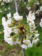 Image of sour cherry