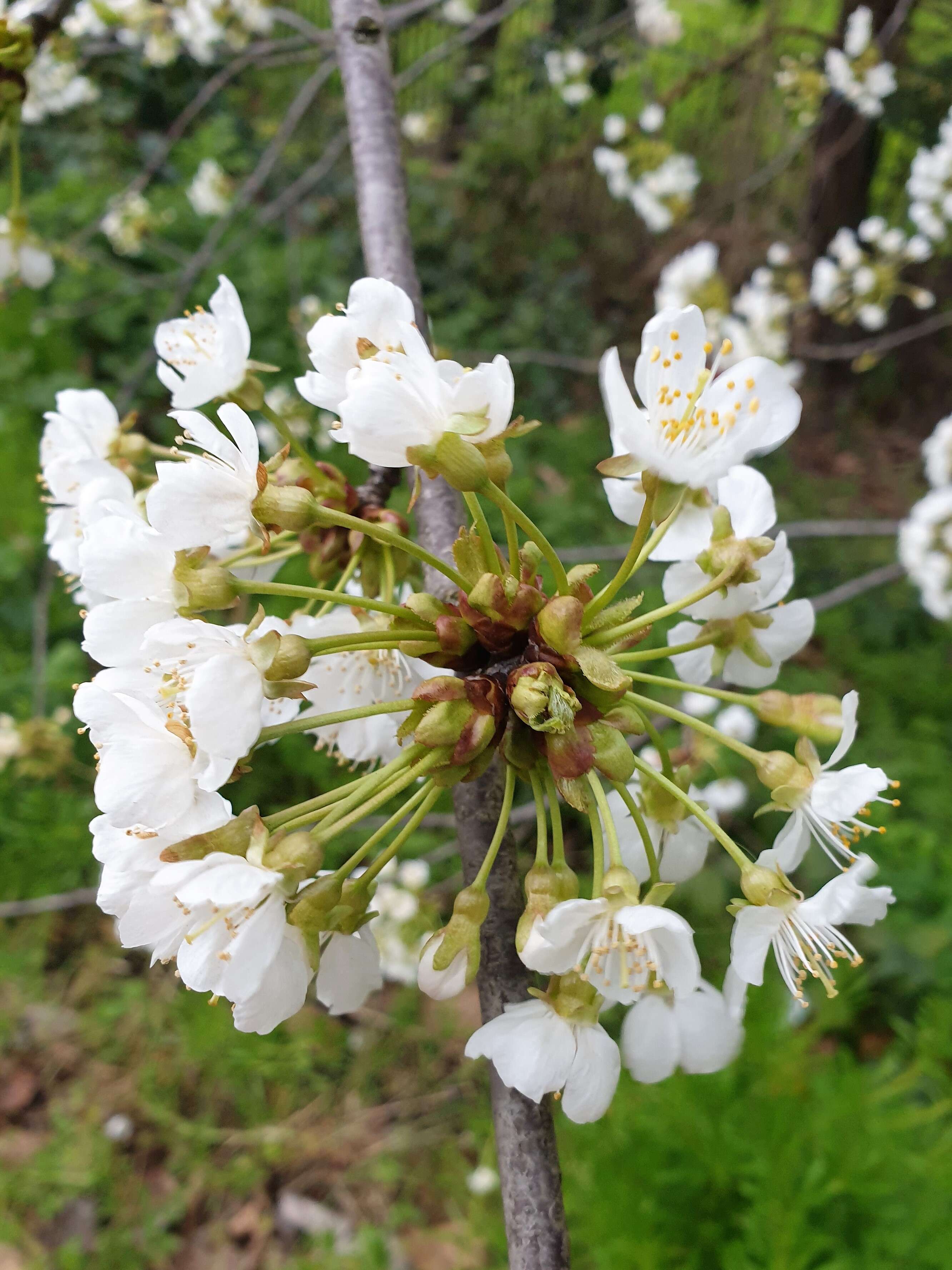 Image of sour cherry