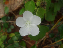 Imagem de Hibiscus hirtus L.