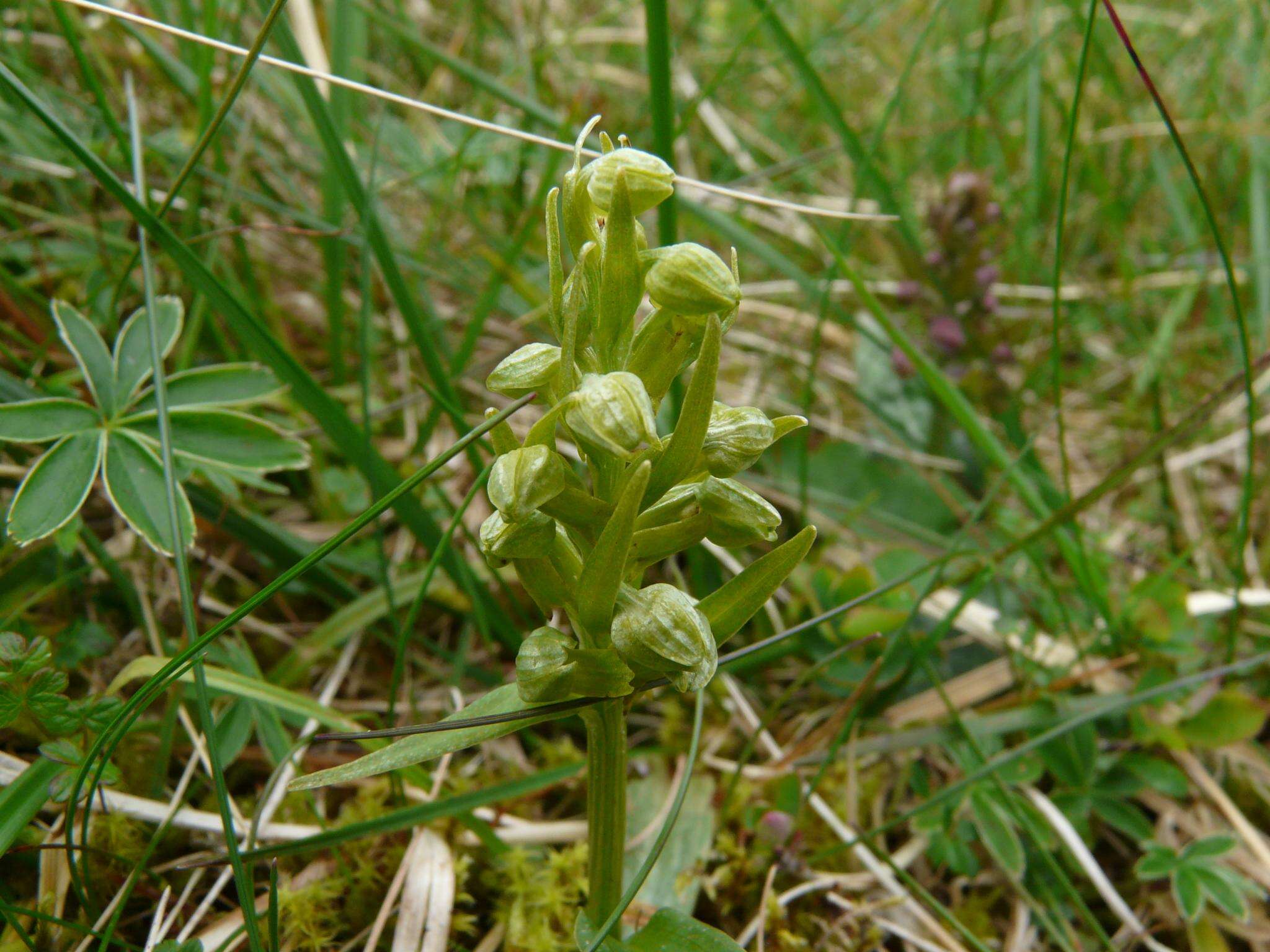 Image of Frog orchid