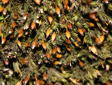 Image of orthotrichum moss