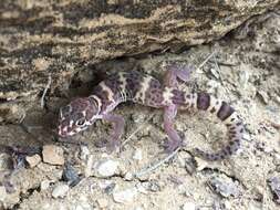 Image of Texas Banded Gecko