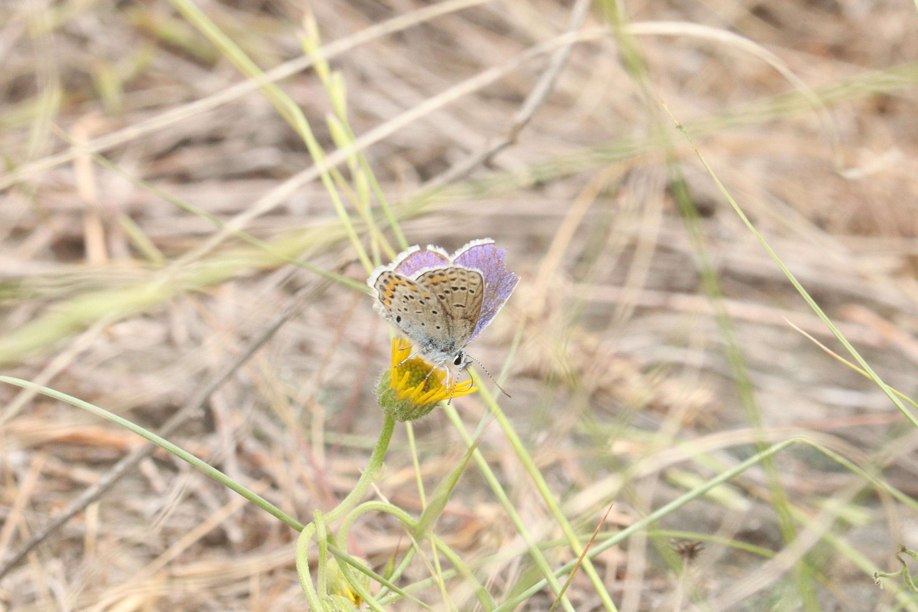 Image of Plebejus melissa