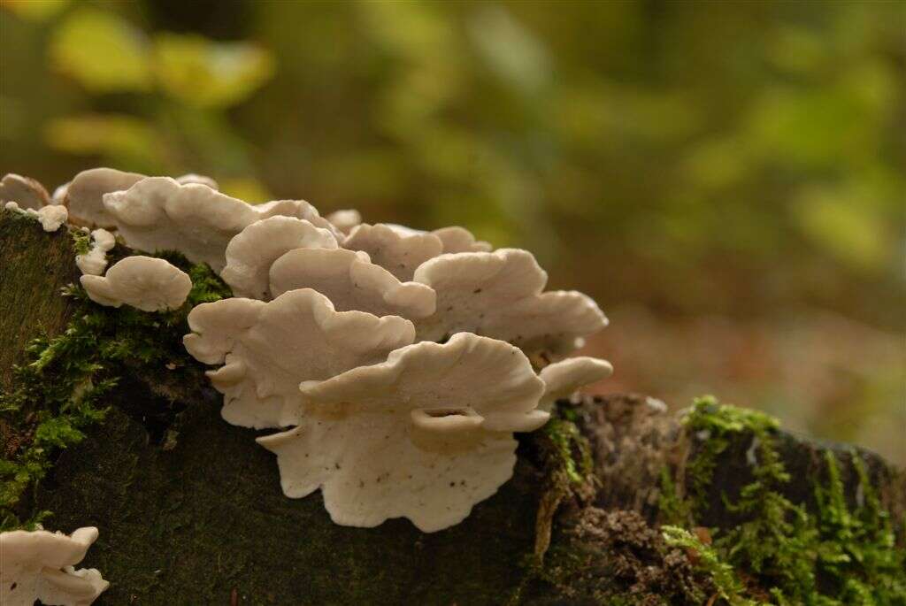 Image of Turkey Tail