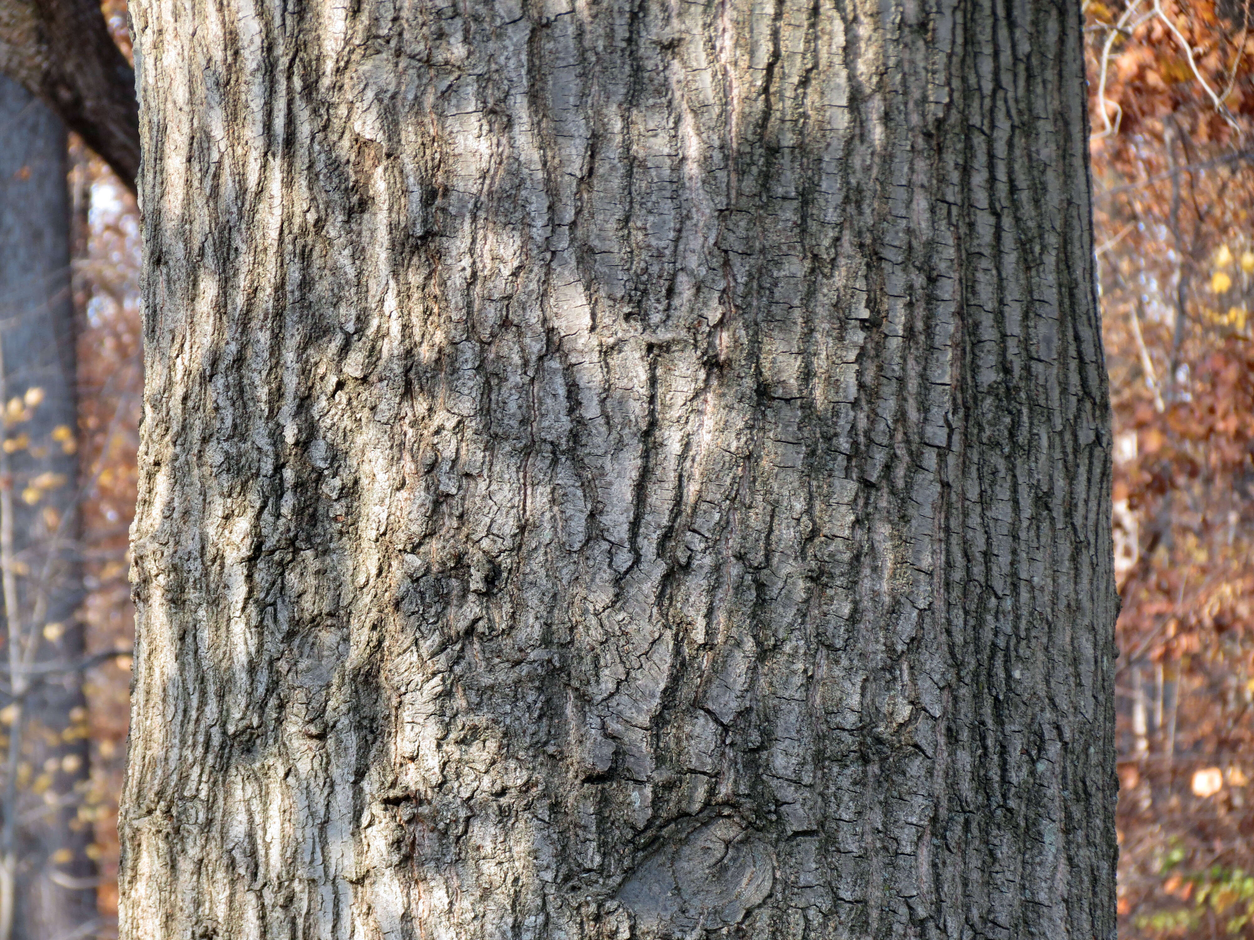 Image of Red Oak