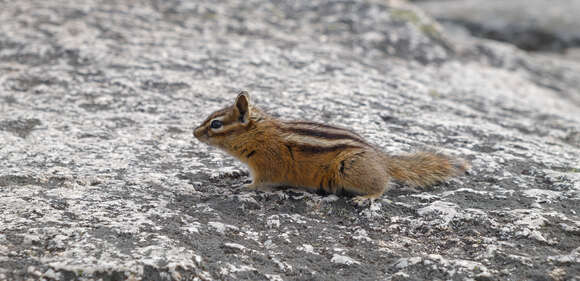 Image of Least Chipmunk